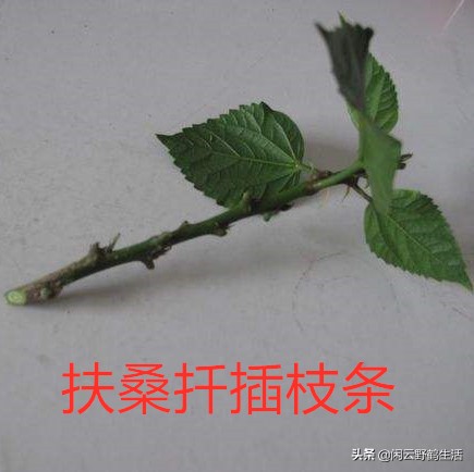 多色扶桑花养护,黄色扶桑花怎样养护和修剪