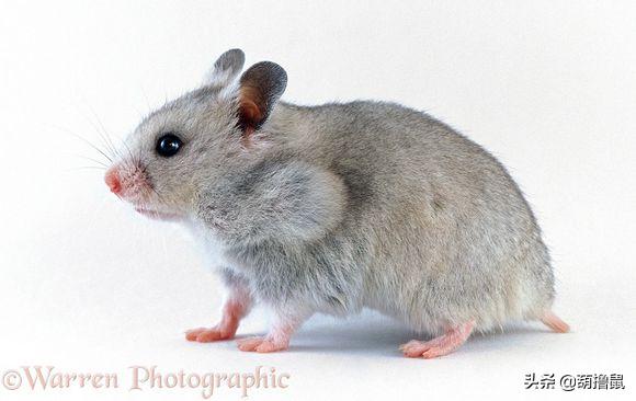 仓鼠怀孕注意事项和禁忌,仓鼠怀孕后一定要分开养吗