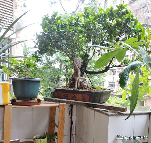 室内盆栽榕树的养殖方法,怎样养盆栽榕树最好