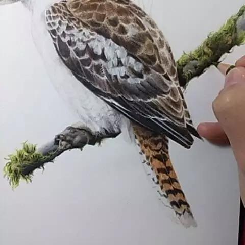 画鸟彩铅教程,画鸟彩铅
