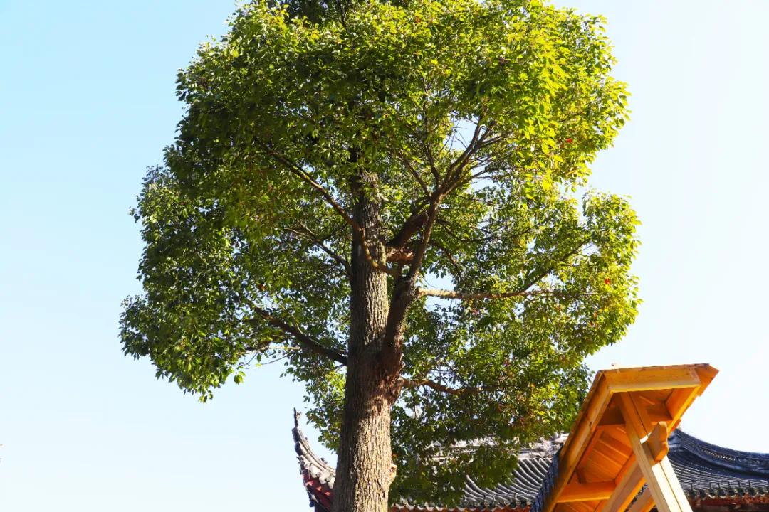 苏州西山农家乐民宿游,苏州西山农家乐旅游网官网