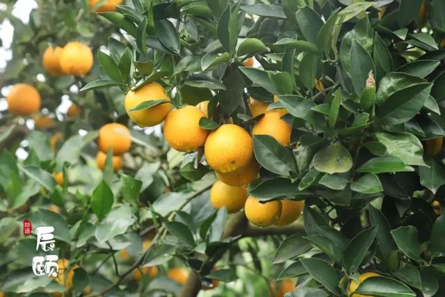 湖南麻阳苗族自治县冰糖橙之乡,麻阳苗族自治县冰糖橙果园