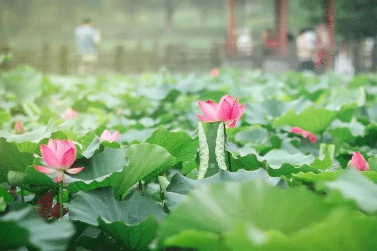 大暑的五种美,小暑的七种食物