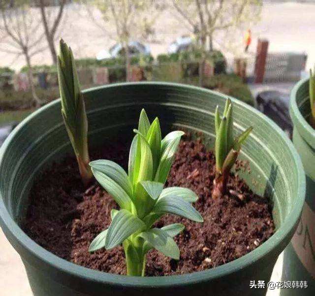 高温百合花消苞怎么办,百合花苞都黄了怎么回事