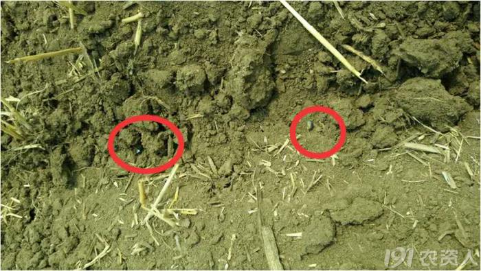 玉米花生种植高产技术,玉米高产高效种植技术