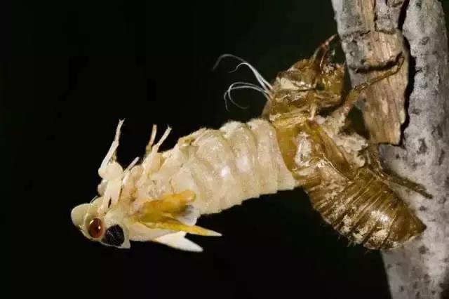 知了和蚱蝉是一种动物吗,知了和蚱蝉有什么区别