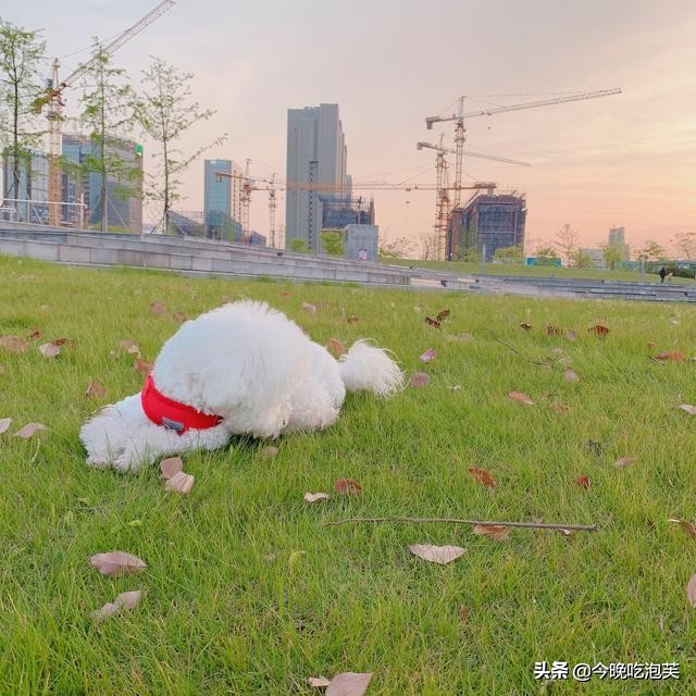 比熊犬犯错被主人吊打,比熊犯错视频大全