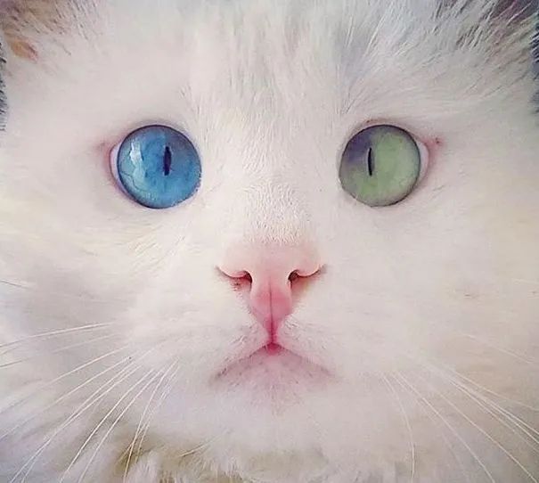 猫咪眼球震颤摇头,猫宫庄园