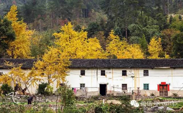 桂林兴安漠川银杏最佳观赏时间,桂林兴安漠川银杏网红打卡地