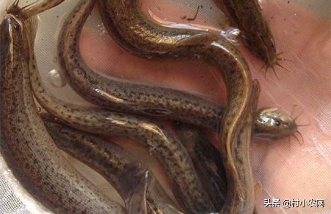 藕田养的泥鳅多少钱一斤,泥鳅养殖技术一亩多少钱