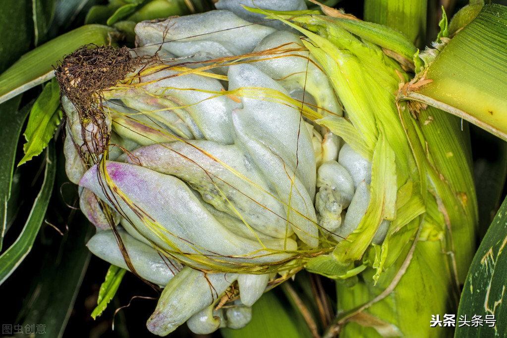 玉米上面的黑色菌叫什么,玉米上的黑疙瘩