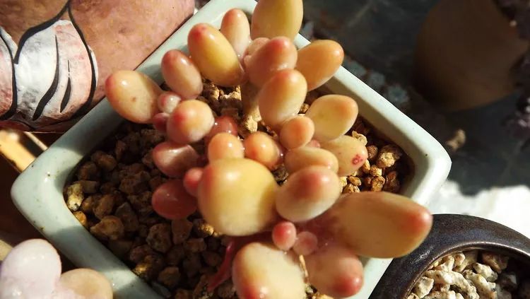 爱机车,爱多肉,宝妈花姐的诗和远方