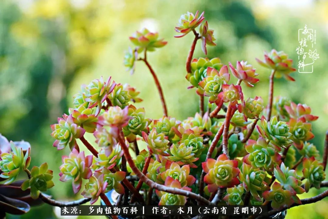 浅冬多肉，终有美好在等候