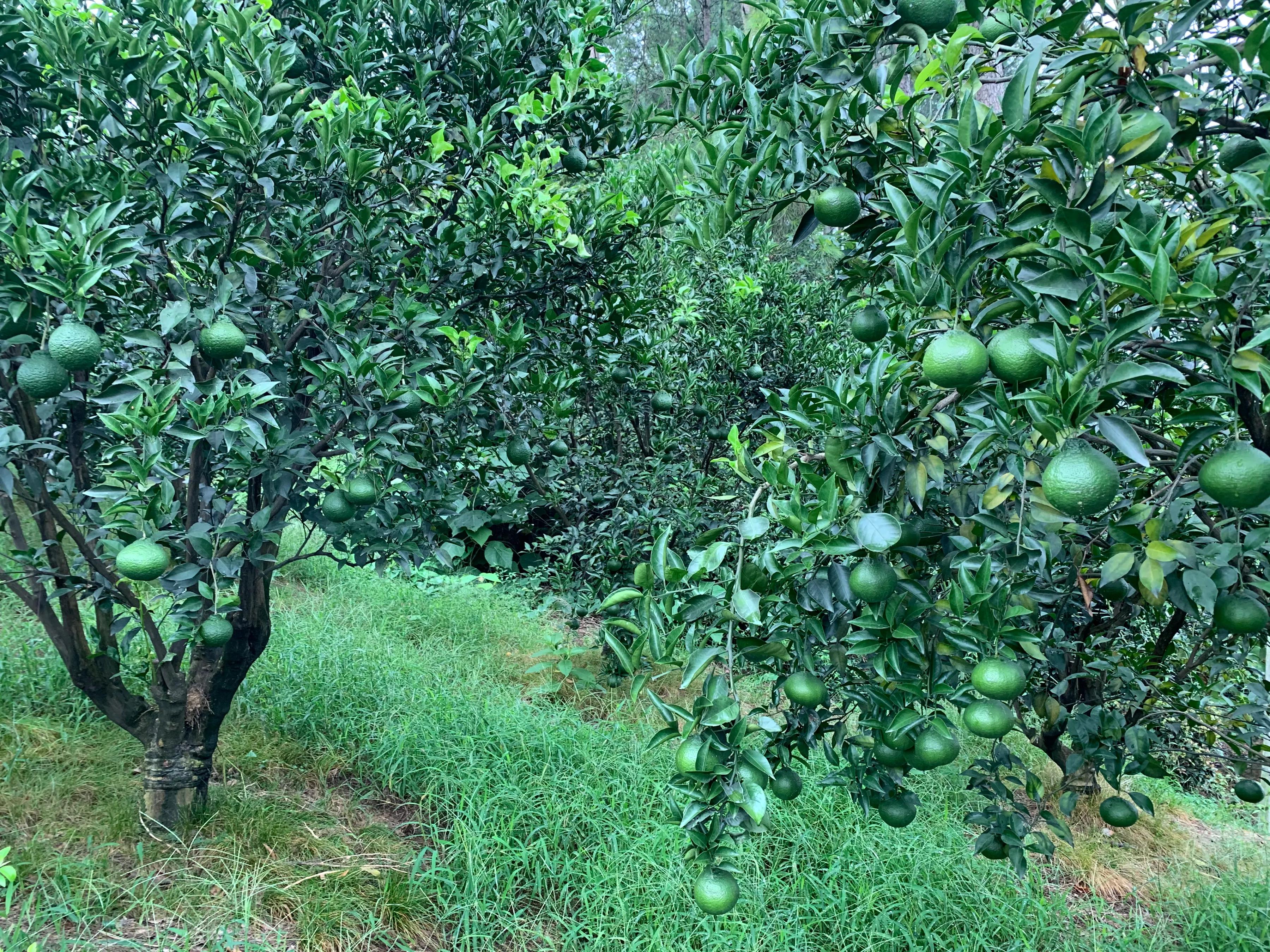 柑橘流胶病和树脂病的区别,柑橘溃疡病树脂病用什么杀菌剂