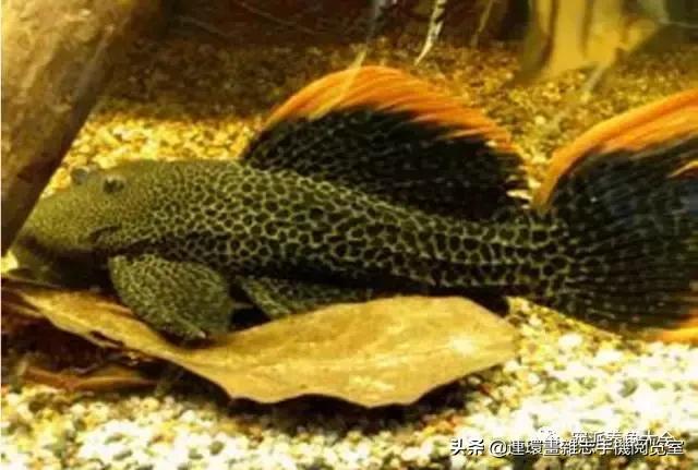 宠物鱼推荐小型的鱼,哪种宠物鱼最可爱