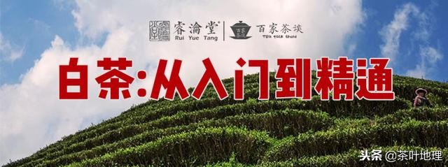 教你快速喝懂白茶知识讲解,白茶陈皮的功效与作用及禁忌症