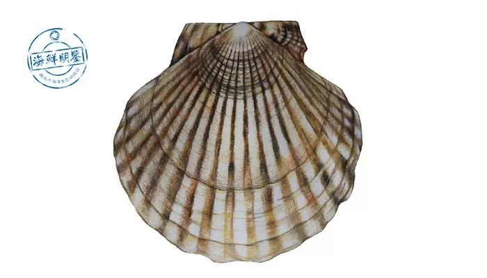 会跑路的扇贝你吃了吗,海鲜大咖活扇贝怎么处理干净