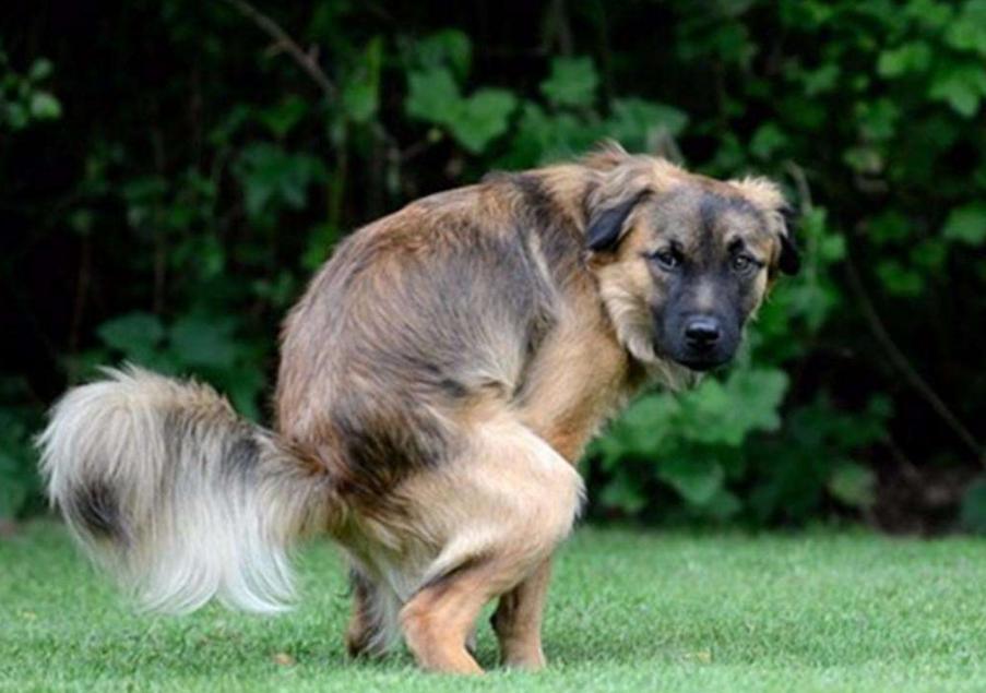 怎么训练狗狗定点大小便室内,训练狗狗定点大小便室内