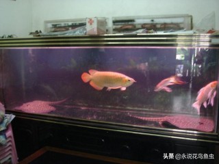 观赏鱼养殖技术论坛,观赏鱼鱼友交流