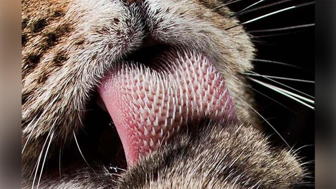 猫雄性为什么非要长倒刺，来刮伤雌性？人类和它们有什么区别？