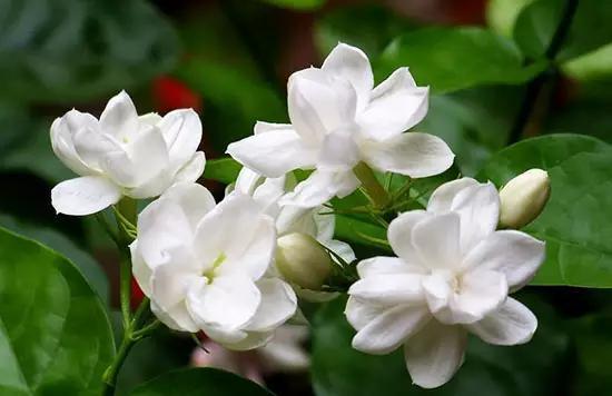 香水含有粪臭素,香水粪臭素