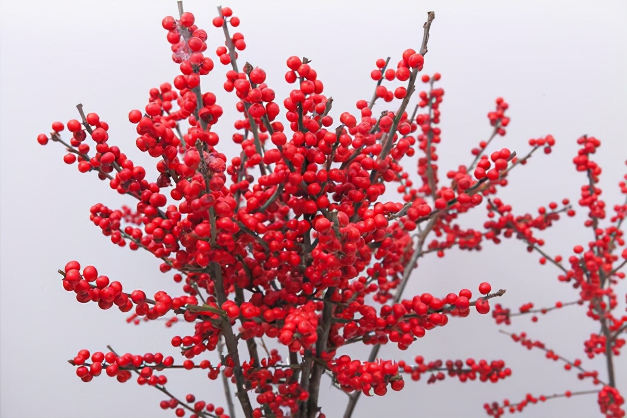 北美冬青的养护方法,北美冬青为什么来年不结果