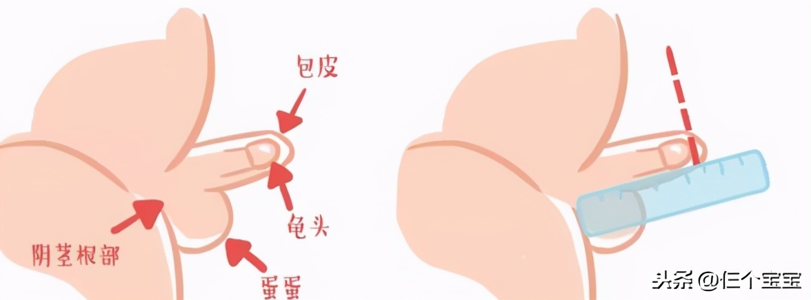 家有小鸡仔,家有小公鸡