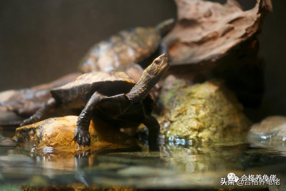 怎么给龟苗布置环境,怎么给龟龟设置深水区