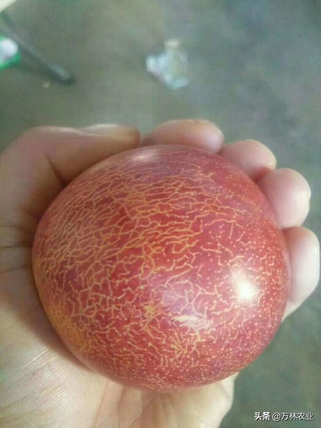 恐龙蛋李子上海可以种植吗,种恐龙蛋李子怎么样