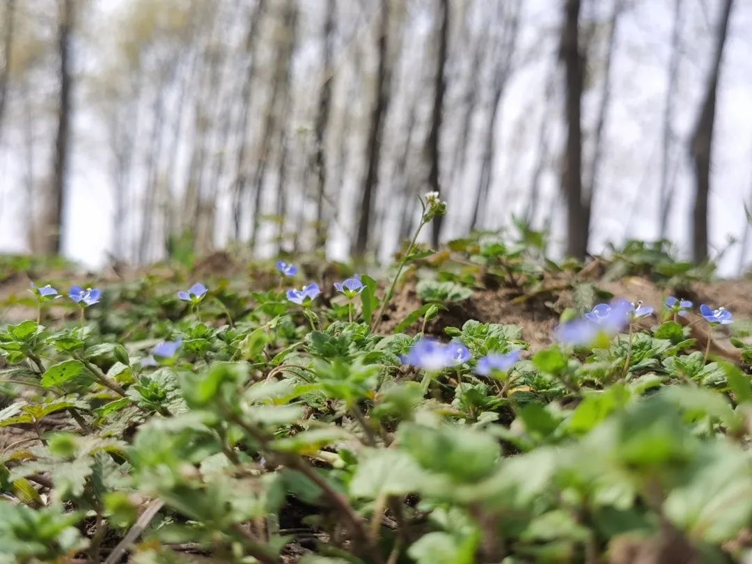 京东跟东哥,京东东哥回来了吗