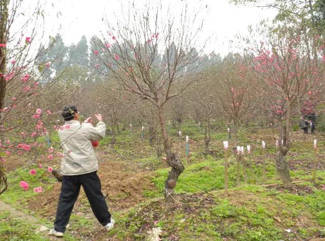 故乡的桃花,故乡的桃花开了