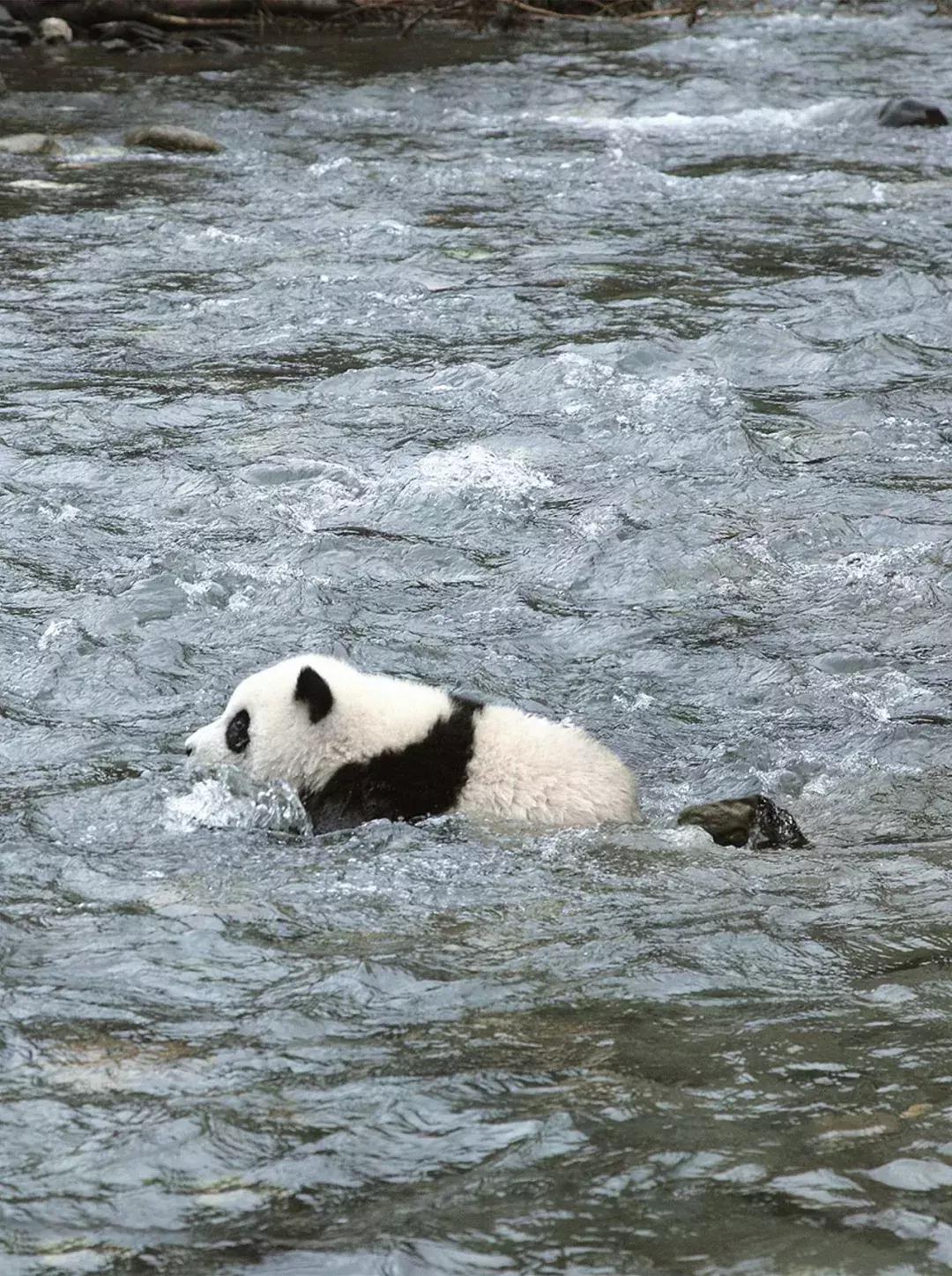 熊猫萌,熊猫萌啦
