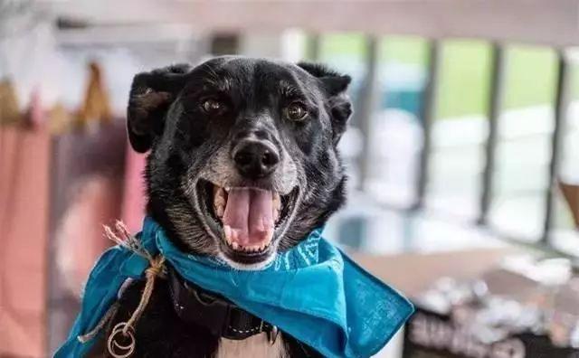 约会千万不要带狗,婚礼可以带狗吗