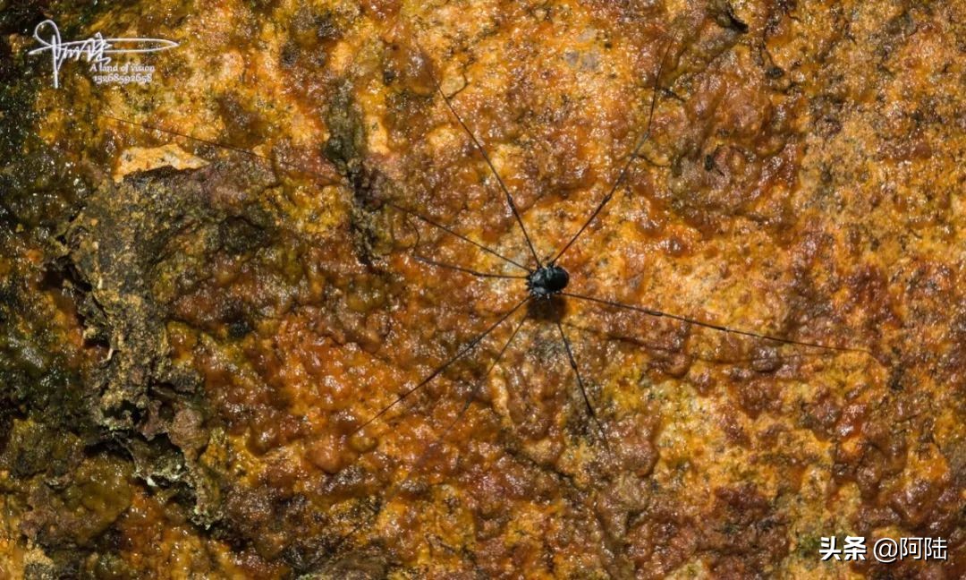 我的昆虫记封面,我的昆虫记作文300字