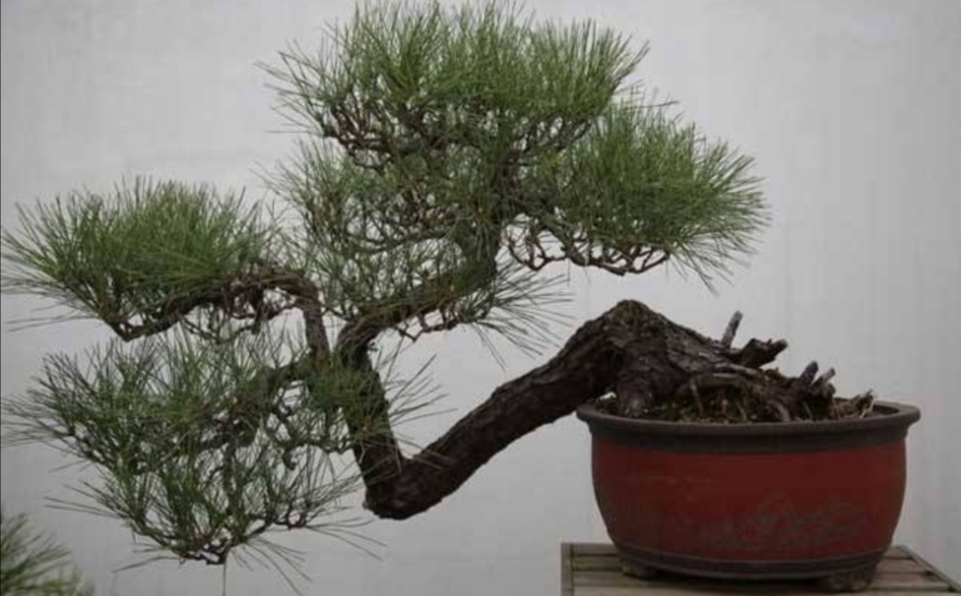 如何选择山上的野松树做盆景,松树盆景怎么种成活率高呢