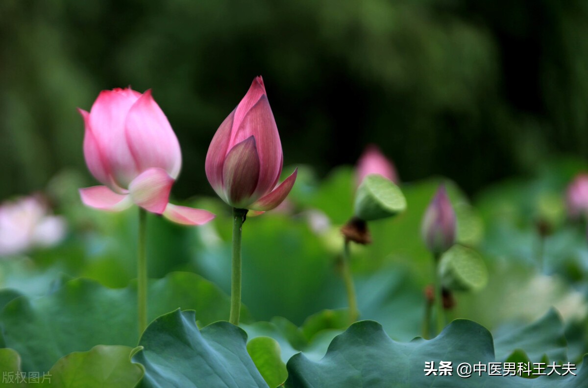 双肾结石引起的肾炎能治好吗,双肾多发性结石中药处方治疗