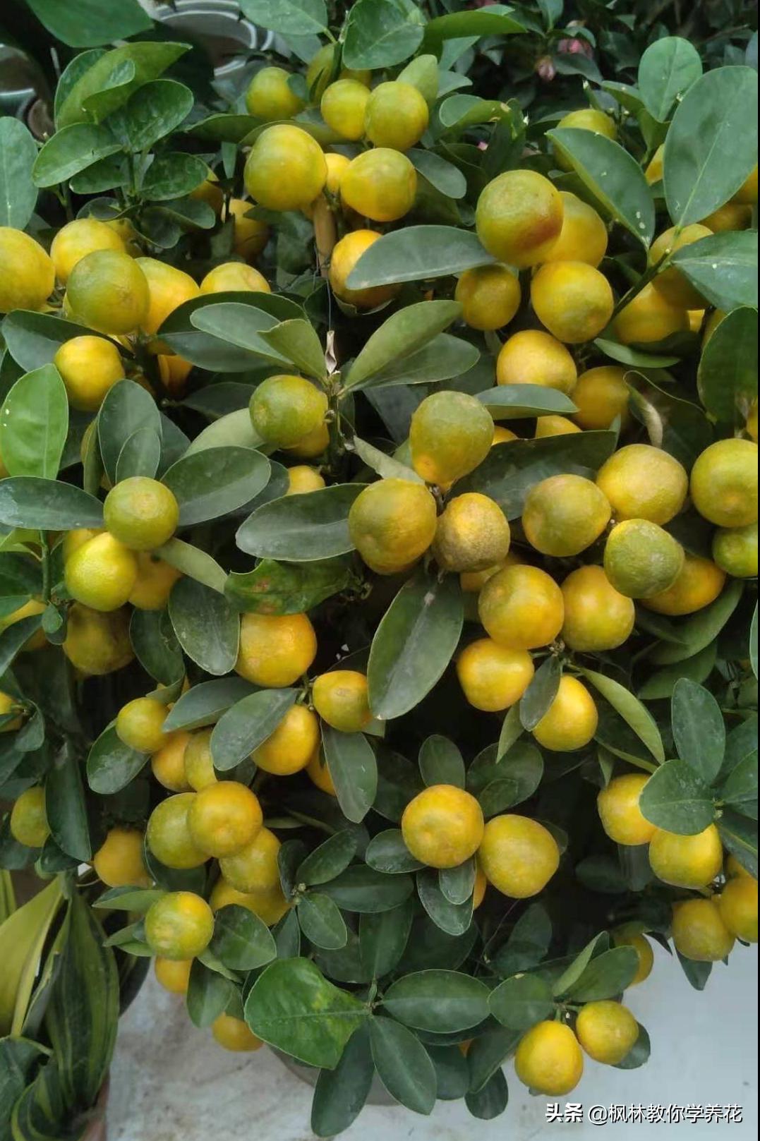 北方怎么养橘子盆栽,橘子树怎么养才好看