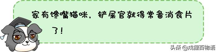 猫咪屁屁老是有稀便便是怎么回事,如何从猫咪便便判断是否生病