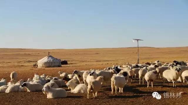 策划案例：好产品卖出高价值？助内蒙古苏尼特羊肉卖出中国最贵羊