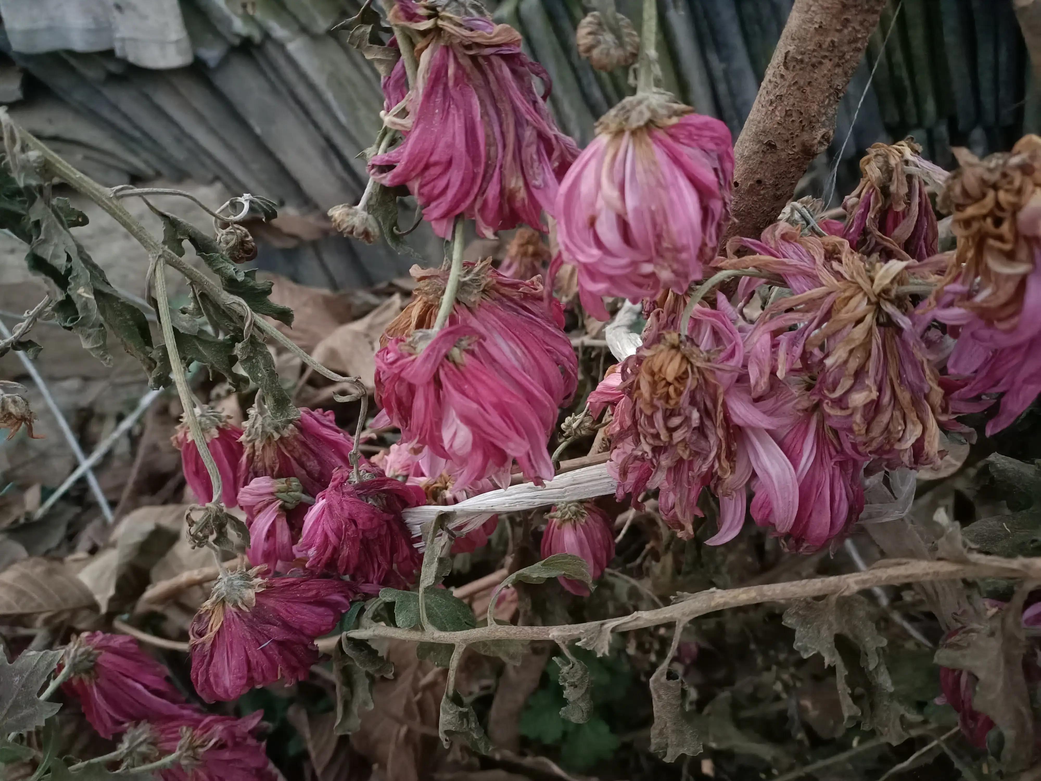 初冬，河渠畔，凋零的美之菊花的气节