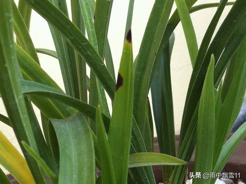 兰苗叶长黑斑原因,兰叶有黑斑是什么原因