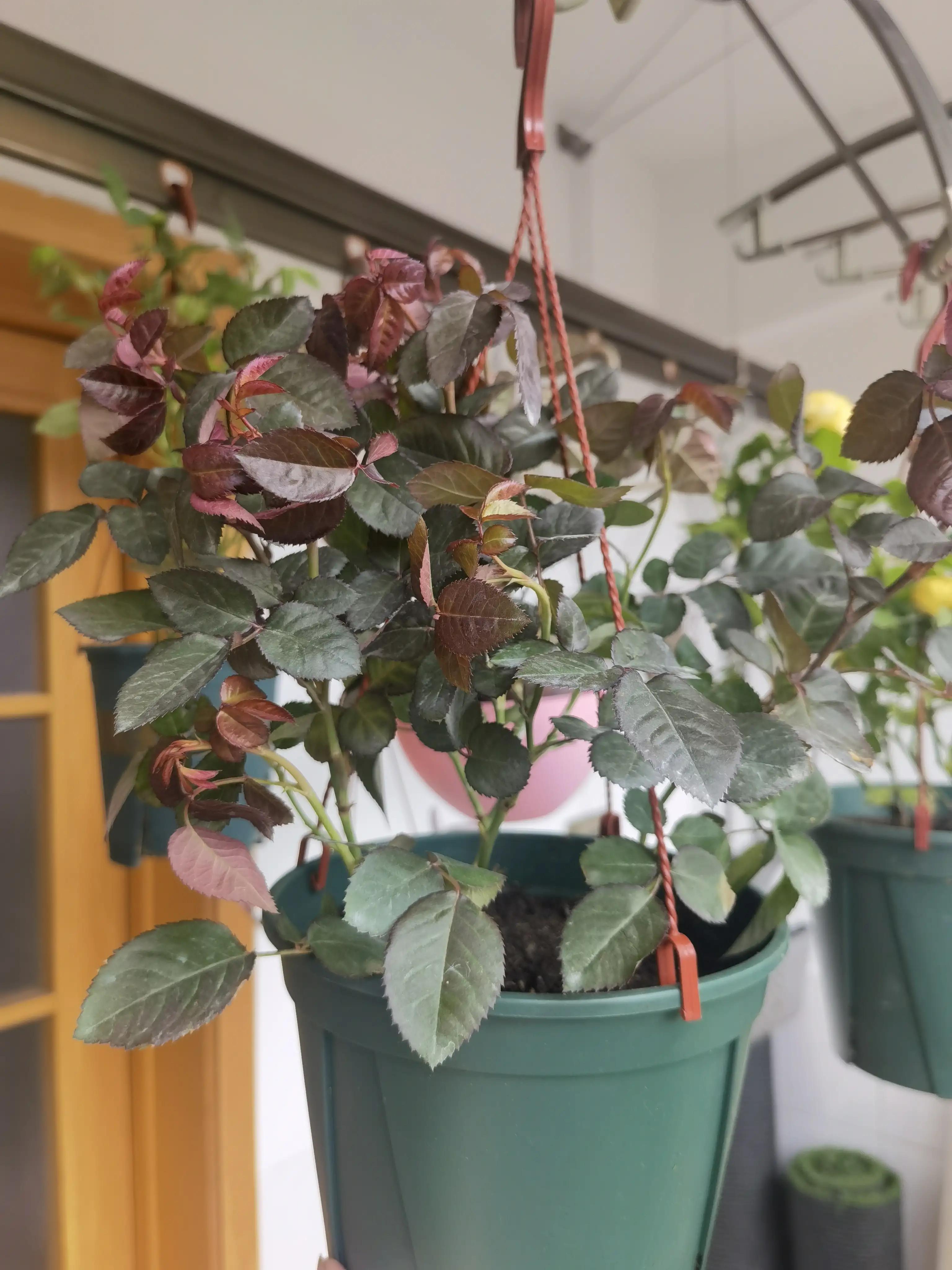 月季怎么买靠谱,月季开箱