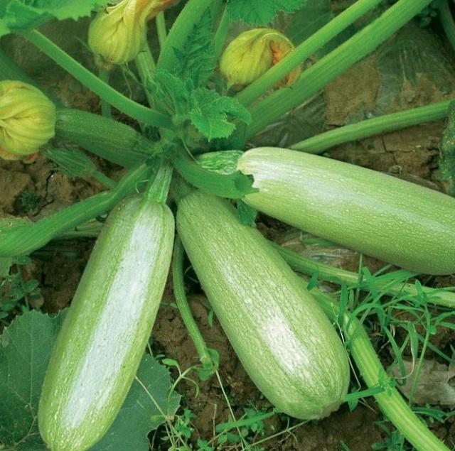 如何施用底肥西葫芦才能优质高产,秋季温室大棚西葫芦高产栽培技术