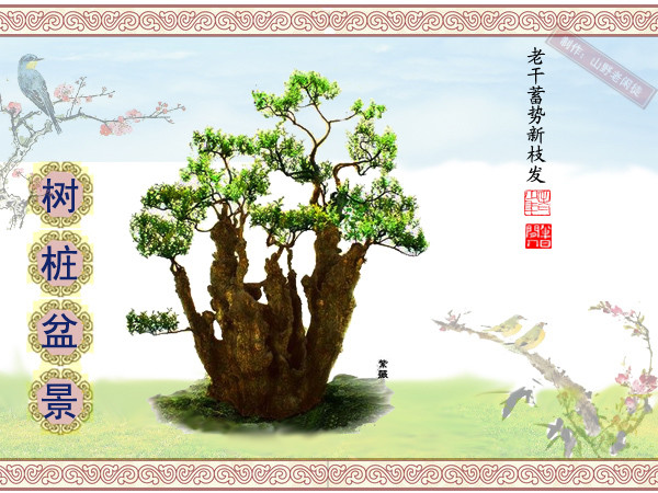 高山杜鹃花老树桩盆景,大树桩盆景欣赏