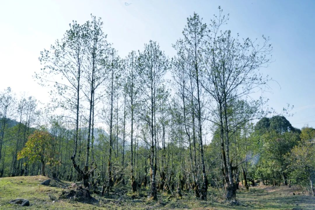 硬核!央视《味道》拍摄在腾冲完美收官!