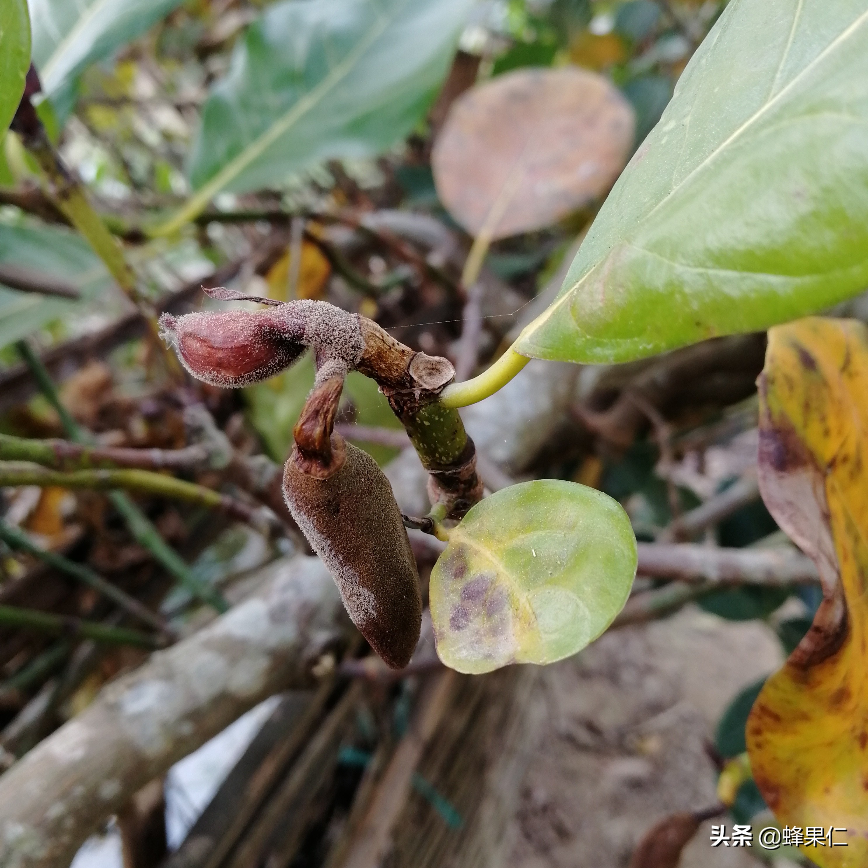 菠萝蜜小果老掉怎么办,菠萝蜜幼果脱落原因