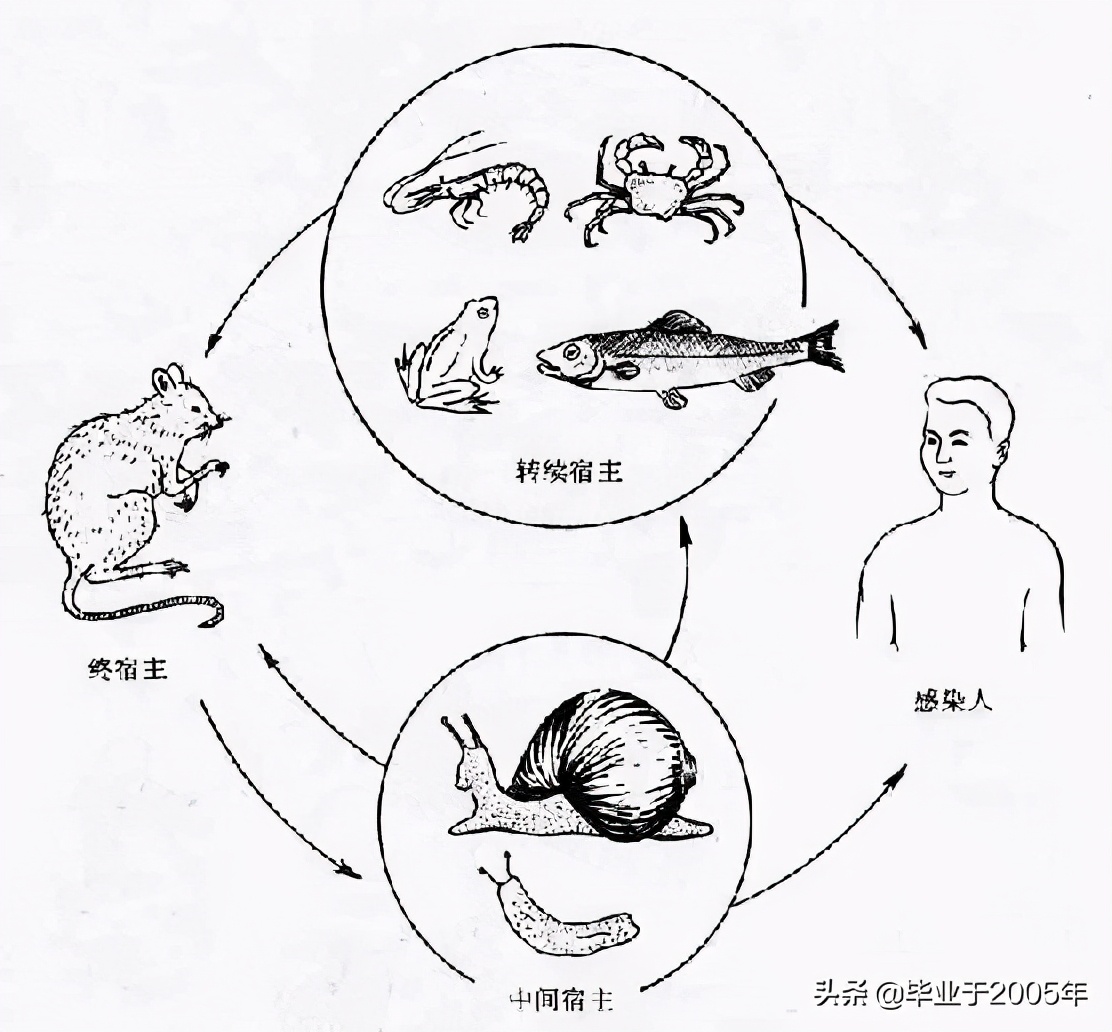 吃鱼虾的危害有哪些,吃鱼重金属超标对身体有什么伤害