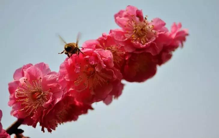 这些梅花真是美不胜收,所有梅花类型