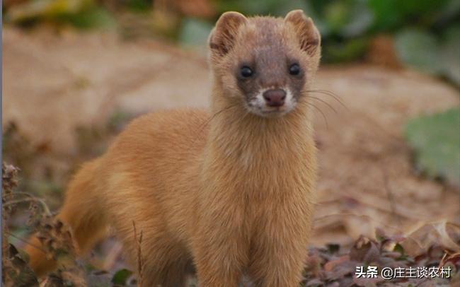 保护的小动物有哪些,保护类小动物