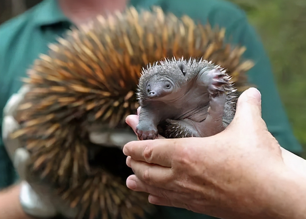 婢虫床閽堥脊鍒虹尙,鍏ㄤ笘鐣屾渶澶ч拡榧瑰拰鍒虹尙